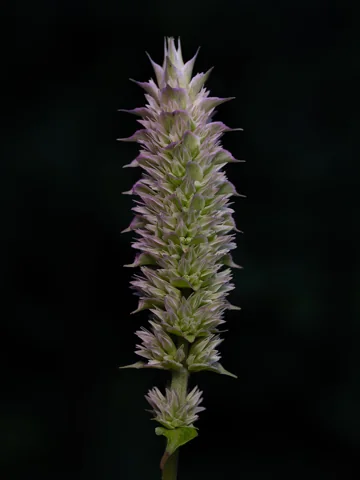 A developing flower spike of Agastache scrophulariifolia.
