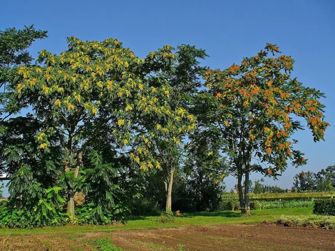 Ailanthus altissima showing its leafy crowns and spreading branches.