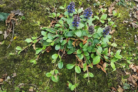 Ajuga reptans with low foliage and blue flowering spikes.