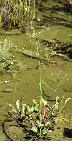 Alisma lanceolatum growing in shallow water with an open flower stem.