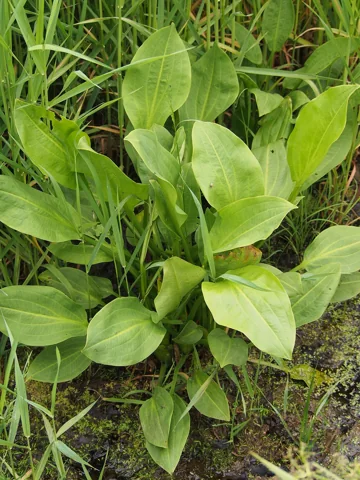 Broad green leaves of Alisma plantago-aquatica growing among grasses.