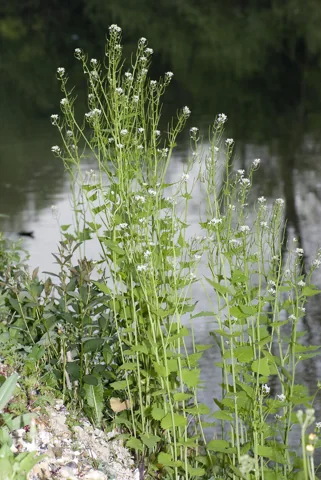Alliaria petiolata in flower.