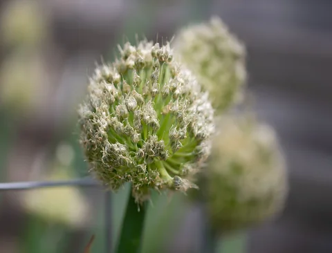 A rounded flower head of Allium fistulosum.