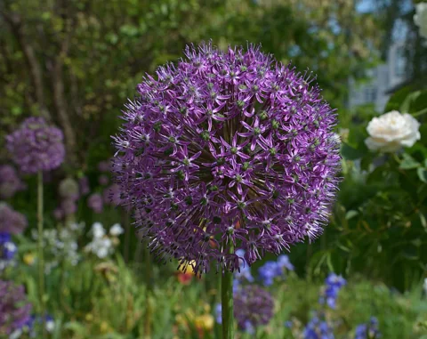 A purple flower head of Allium giganteum.