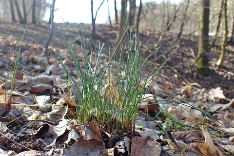Young Allium oleraceum plants growing among fallen leaves.