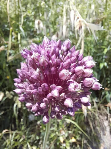Flowers of Allium porrum.