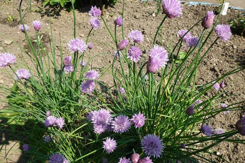 Allium schoenoprasum with narrow upright leaves and round purple flower heads.