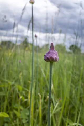 Allium scorodoprasum in flower.