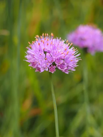 Pink flowers of Allium senescens subsp. glaucum.