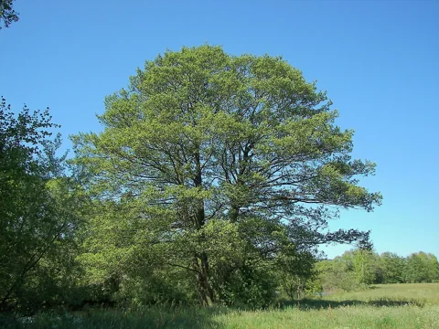 A Alnus glutinosa tree.