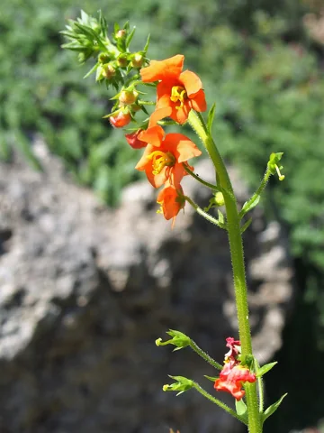 Orange flowers on a stem of Alonsoa warscewiczii, also treated as Alonsoa meridionalis.