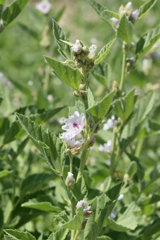 Althaea officinalis in flower.