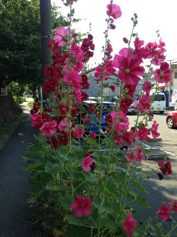 Tall flowering stems and foliage of Althaea rosea.