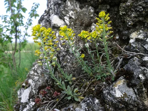Alyssum montanum flowering among rocks.
