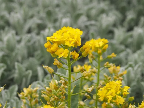 Yellow flower clusters of Alyssum repens.