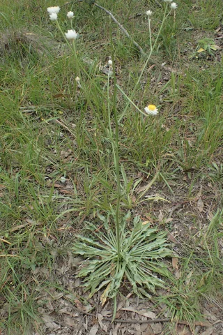 Ammobium alatum with basal foliage and upright flower stems.
