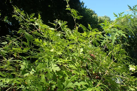 Leafy climbing stems of Ampelopsis aconitifolia.