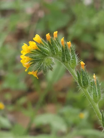 Yellow flowers on a hairy stem of Amsinckia menziesii.