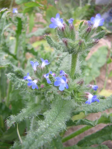 Blue flowers and hairy foliage of Anchusa arvensis.
