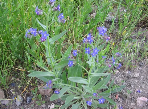 Anchusa azurea with blue flowers and upright leafy stems.
