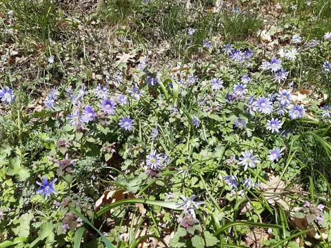 A flowering patch of Anemone apennina.