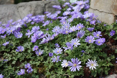 Anemone blanda forming a low patch of blue flowers and green foliage.