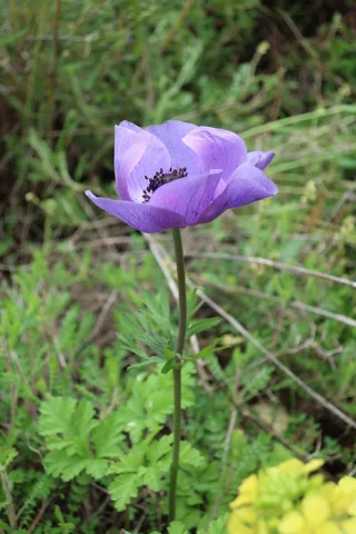 A purple-flowered Anemone coronaria with its leafy stem.
