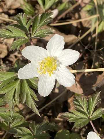A white flower and divided leaves of Anemone nemorosa.