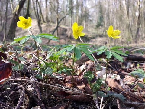 Anemone ranunculoides flowering on a woodland floor.