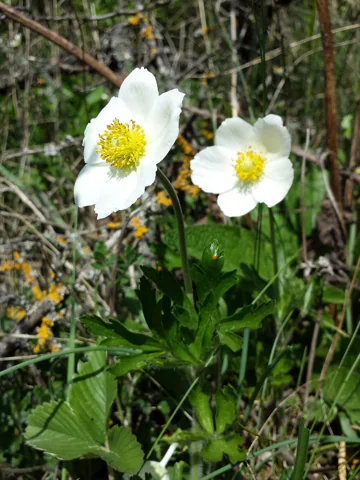 White flowers and green foliage of Anemone sylvestris.