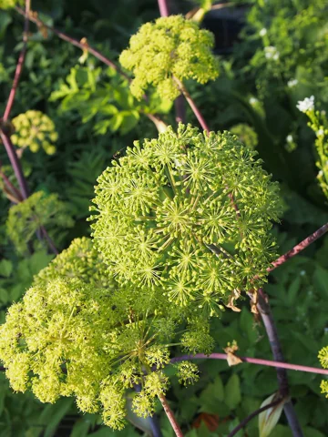 Flowering and fruiting umbels of Angelica archangelica subsp. archangelica.