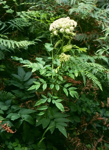 Angelica sylvestris in flower.