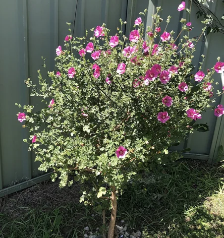 Anisodontea capensis growing as a pink-flowered shrub.