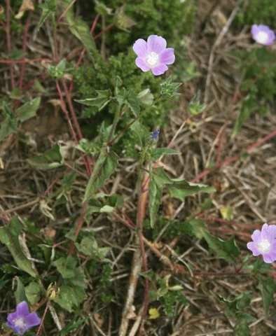 Anoda cristata with pink flowers on leafy branching stems.