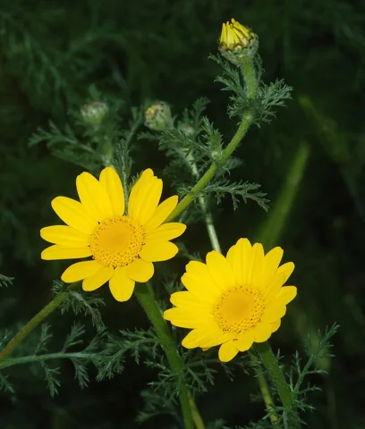 Yellow flower heads and divided foliage of Anthemis tinctoria.