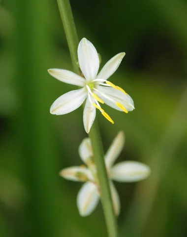 White flowers of Anthericum liliago.