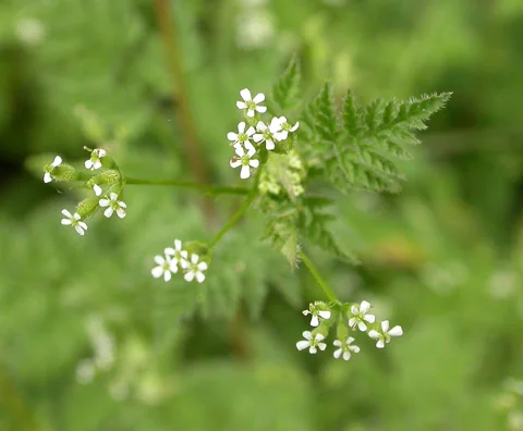 Small white flowers and divided foliage of Anthriscus caucalis.
