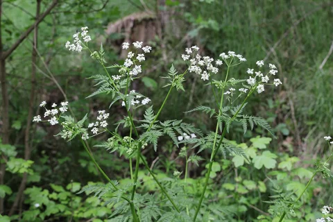 Anthriscus sylvestris with tall flowering stems and divided green foliage.