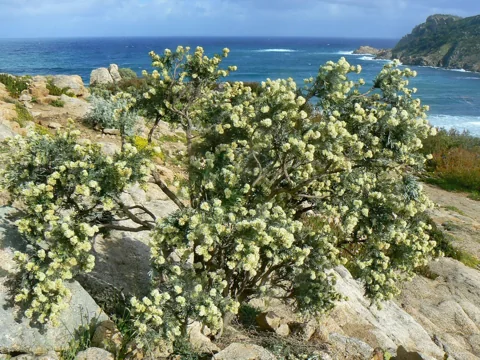 A flowering shrub of Anthyllis barba-jovis on a rocky coast.