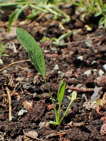 A young Anthyllis vulneraria seedling.