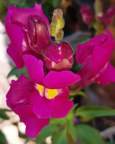 Pink flowers of Antirrhinum majus.