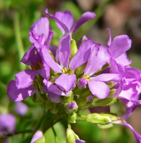 Purple flowers and foliage of Arabis blepharophylla.