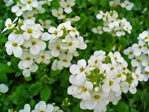 Arabis caucasica covered in white flowers.