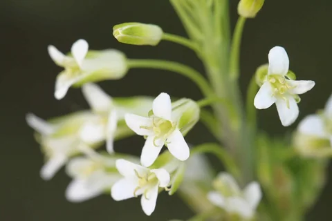 White flowers on a stem of Arabis glabra, also treated as Turritis glabra.