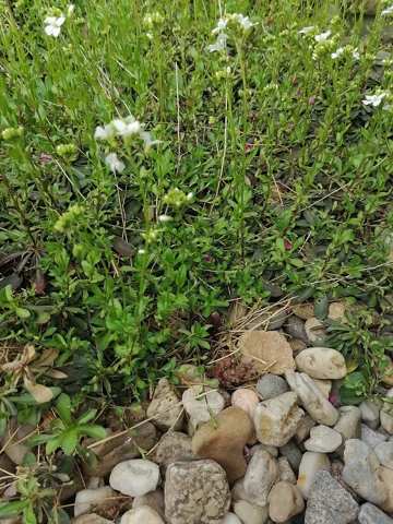 Flowering mat of Arabis procurrens.
