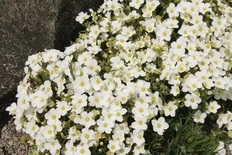 Arenaria montana forming a low mound covered in white flowers.