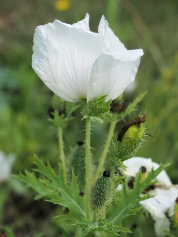 White flower, bud and prickly foliage of Argemone grandiflora.