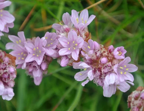 Pale pink flower heads of Armeria maritima.