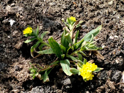 Yellow flowers above the basal foliage of Arnebia pulchra.