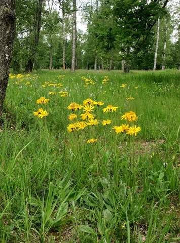 Arnica montana flowering in a grassy clearing.